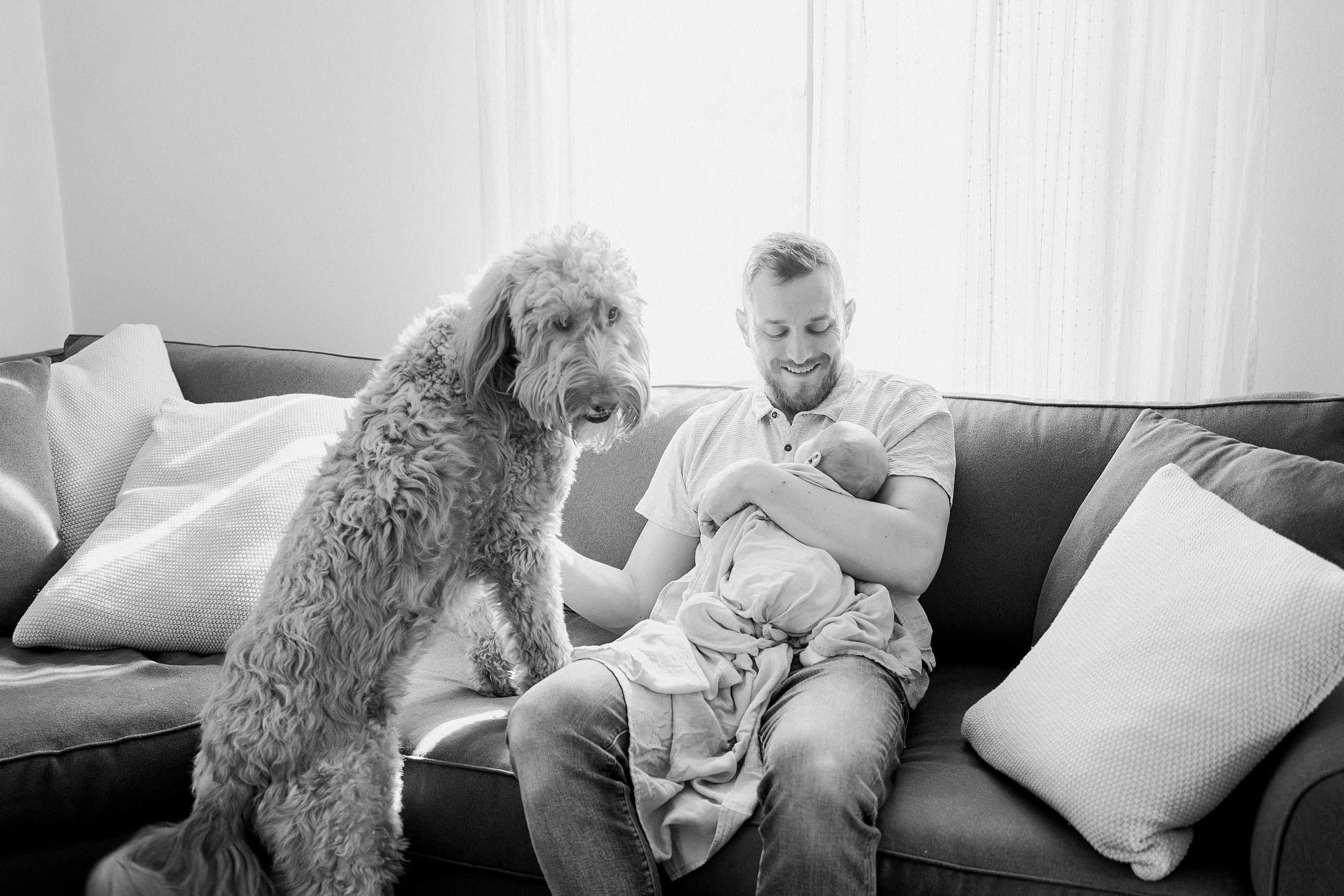 A big Goldendoodle dog standing on the couch next to a dad and a newborn baby