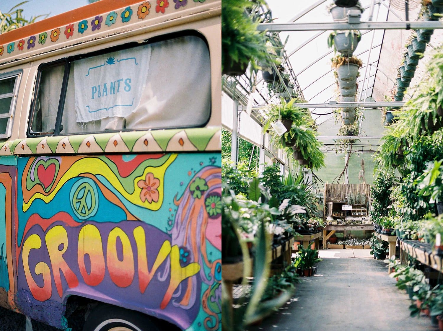 An indoor greenhouse at Groovy Plants Ranch in Marengo Ohio
