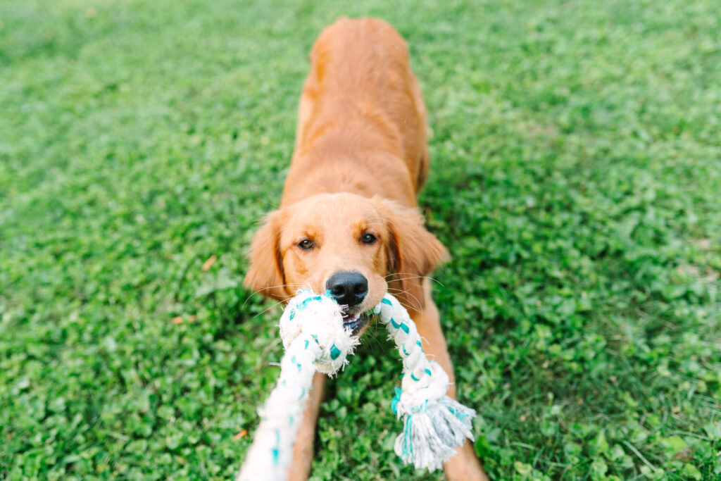 Bowie the golden retriever tugs at a rope
