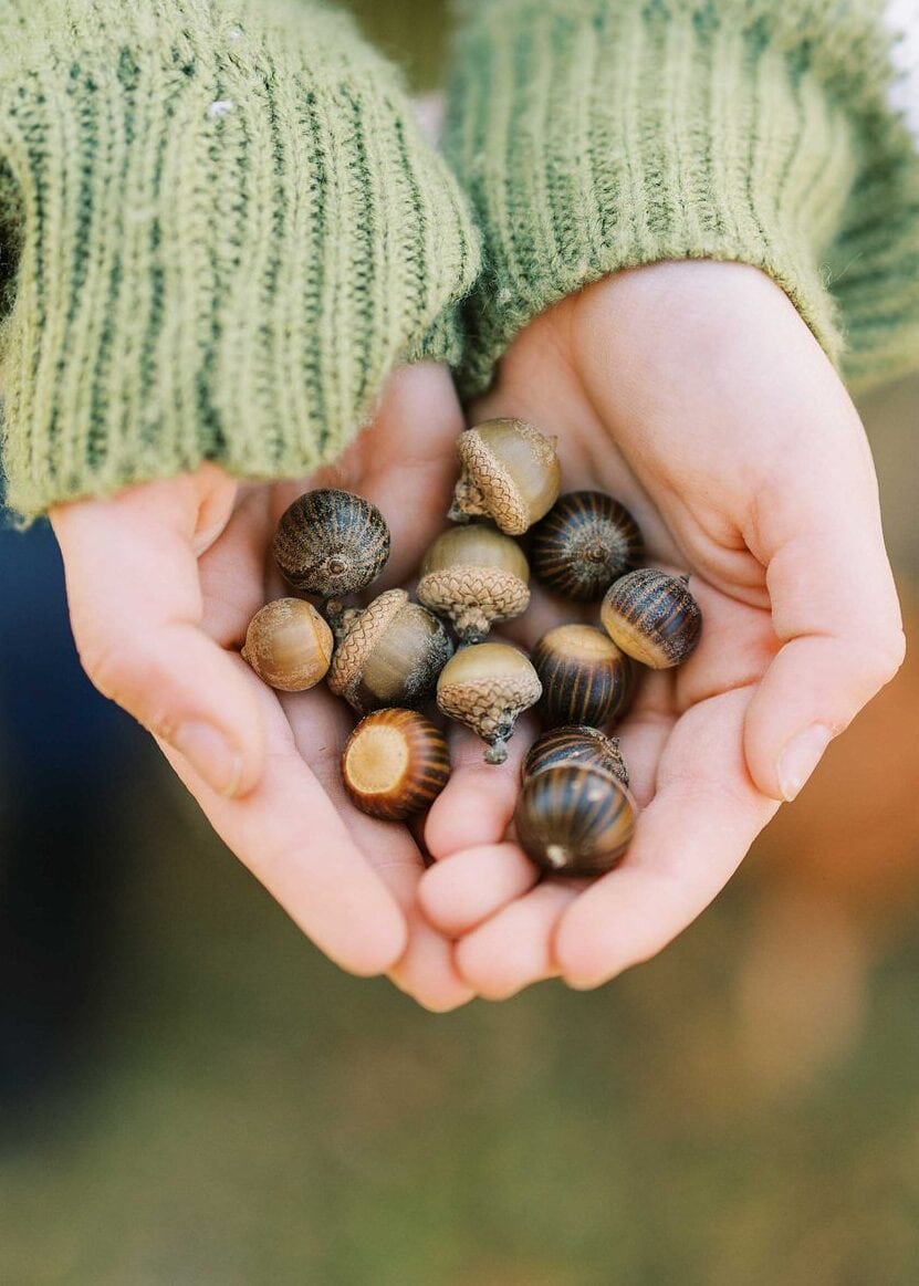 A close-up of a hand holding acorns
