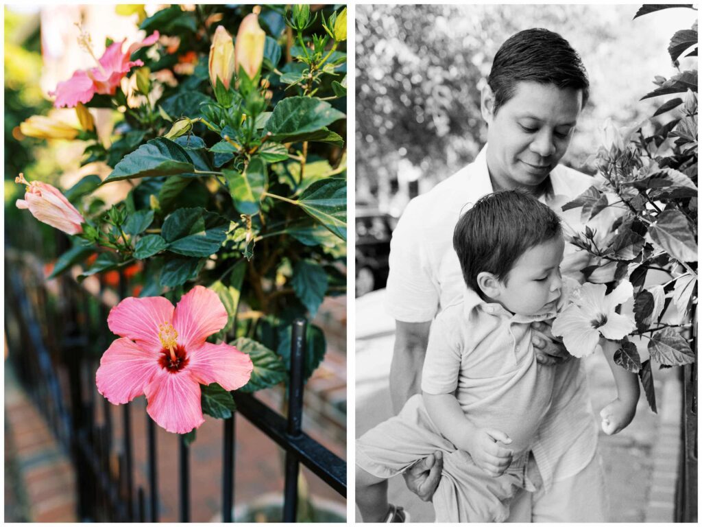Dad lifts up his toddler son to sniff a pink hibiscus flower