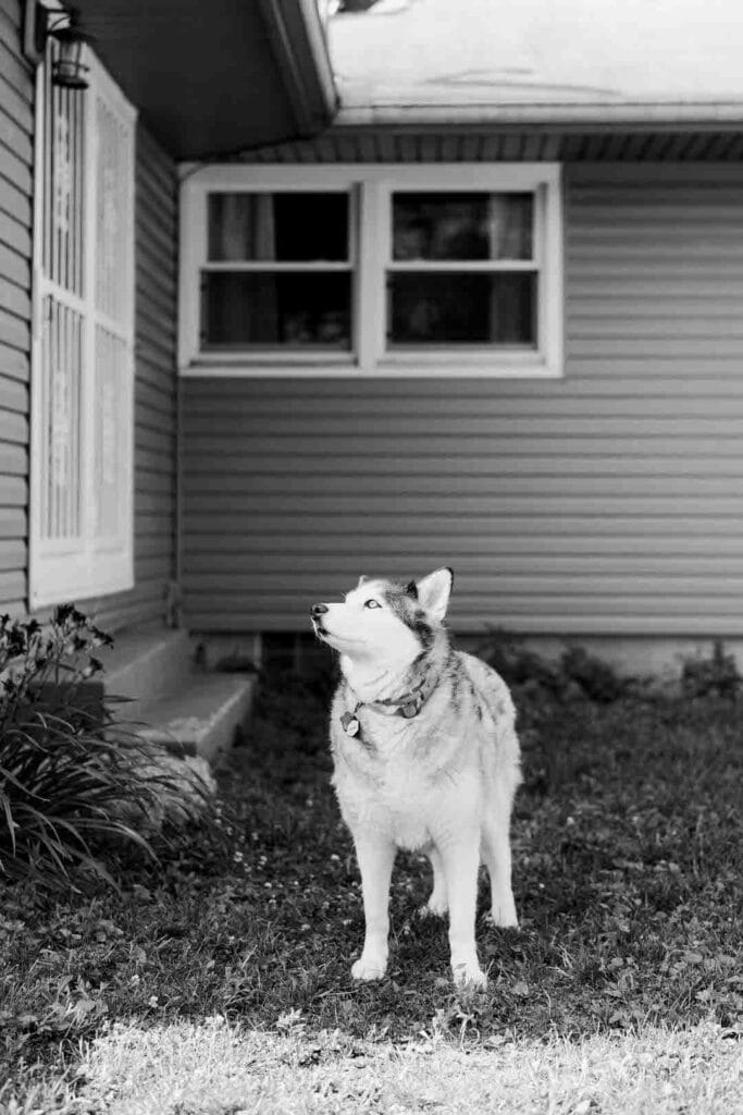 A Siberian husky standing stately in her yard
