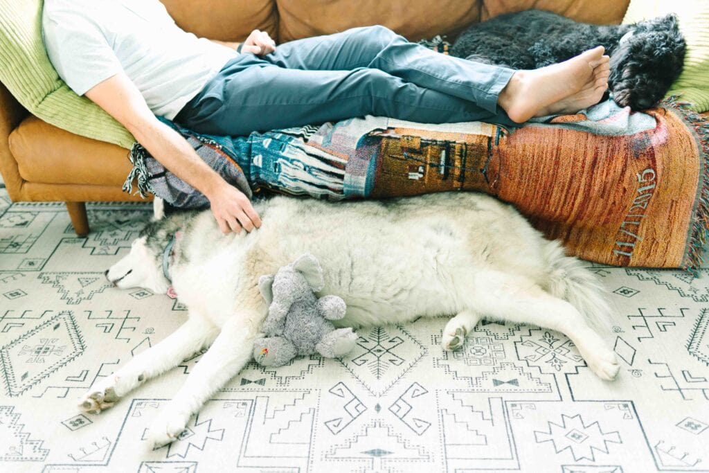 A man sitting on a brown couch pets his Siberian husky