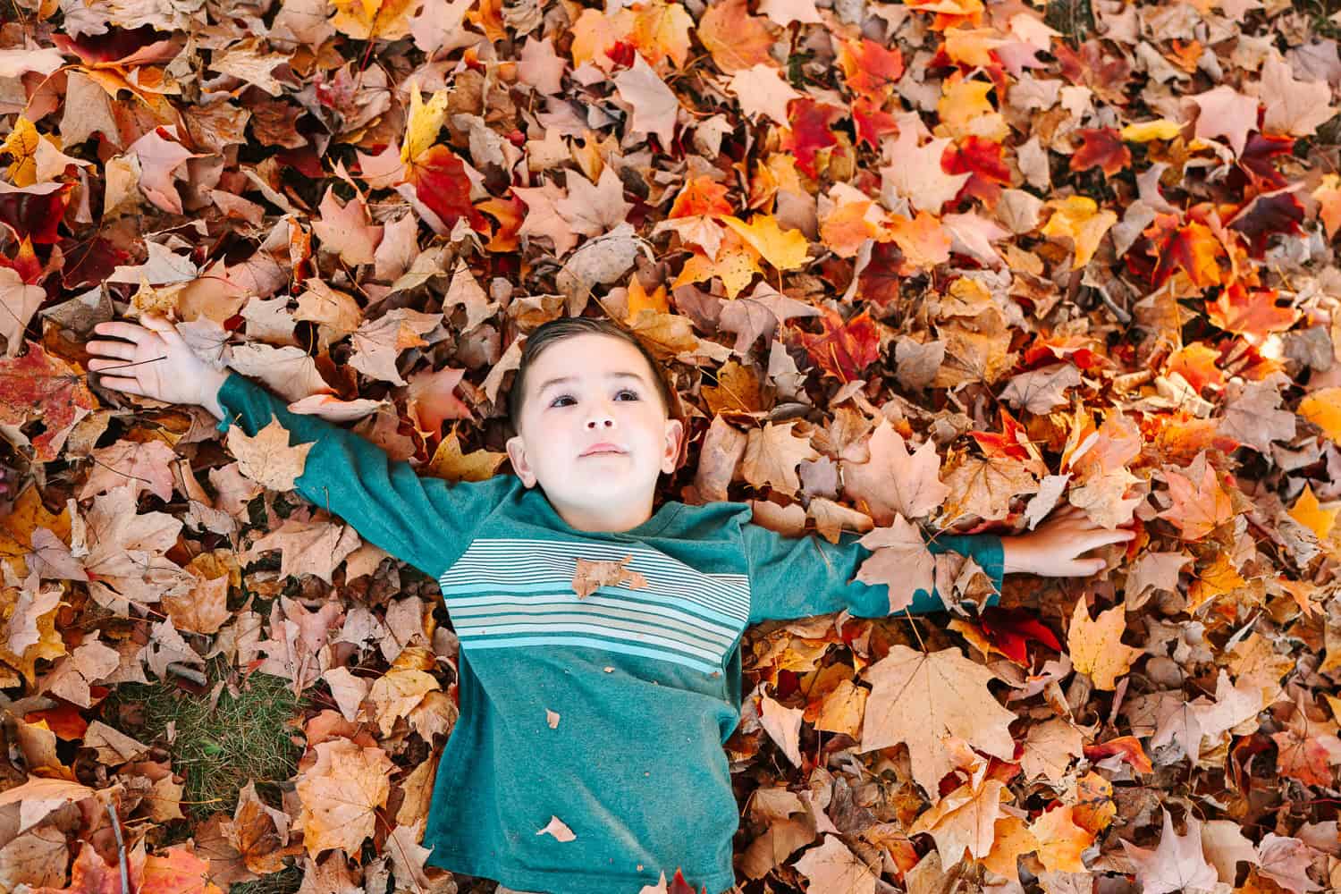 A young boy spreads his arms in a pile of red and orange leaves, A family with two young sons sits on a blanket in front of autumn trees, captured during a fall mini session by Daisy Zimmer Photography